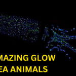 The Amazing Glow of Sea Animals