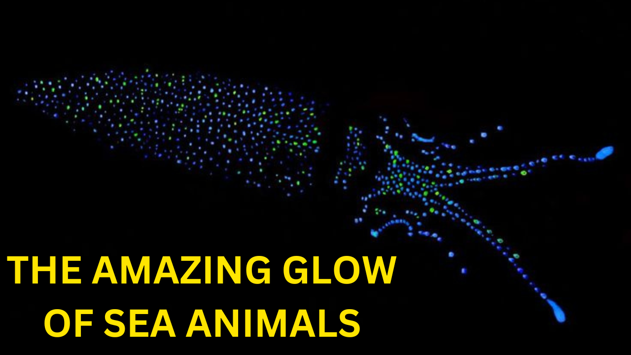 The Amazing Glow of Sea Animals